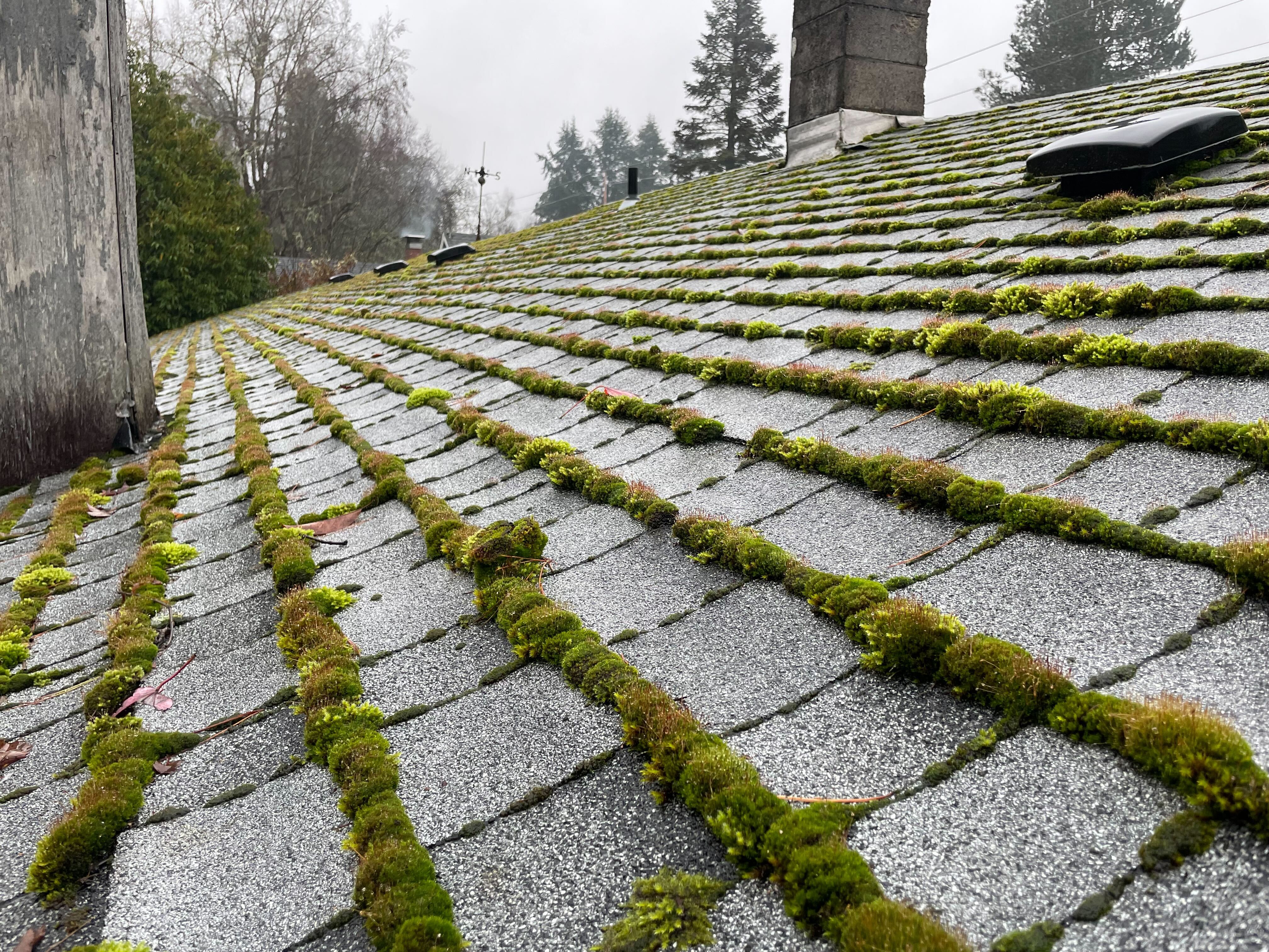 Roof before cleaning